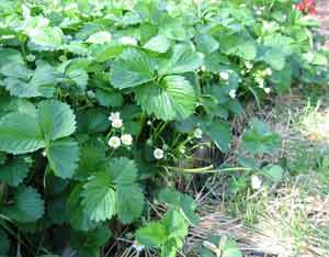 Urban Homesteading: Bountiful Berries Image